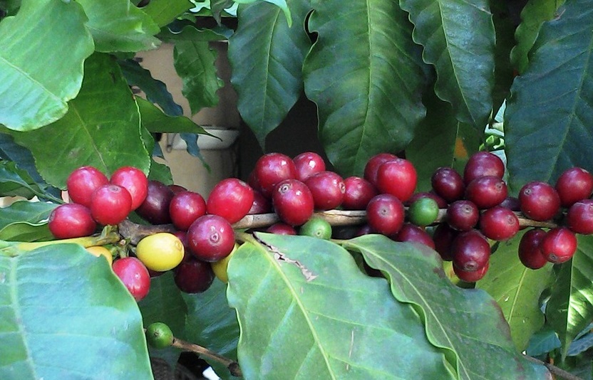 Kaffeekirschen an Pflanze