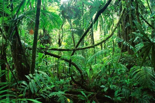 Tropische Pflanzen im Urwald